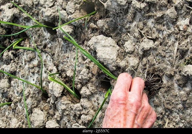heavy clay soils heavy clay soils