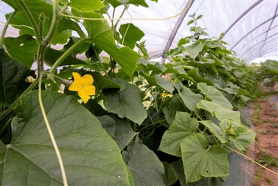 ड्रिप बनाम स्प्रिंकलर बनाम उपसतह: ग्रीनहाउस के लिए सर्वोत्तम सिंचाई प्रणाली